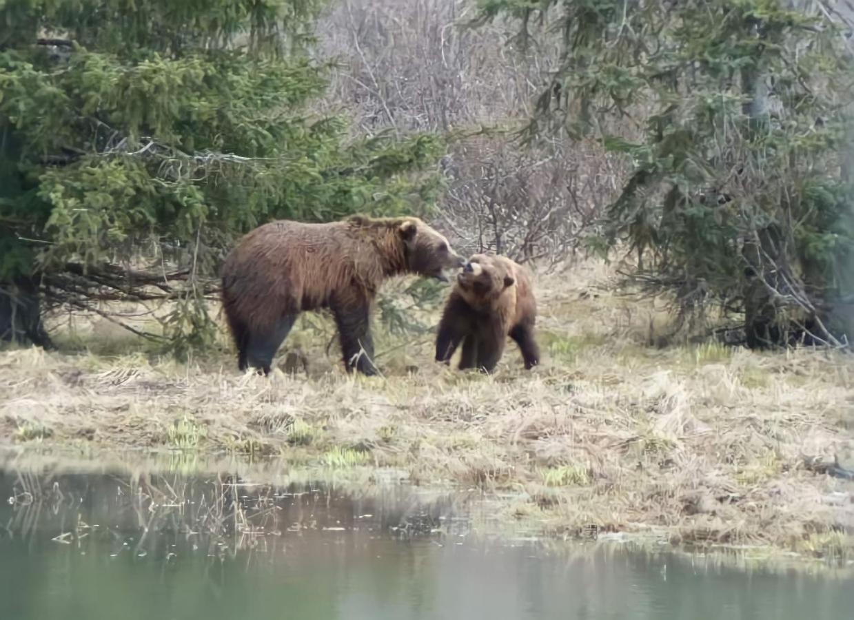 Alaska Grizzly Lodge Fairbanks Exterior foto